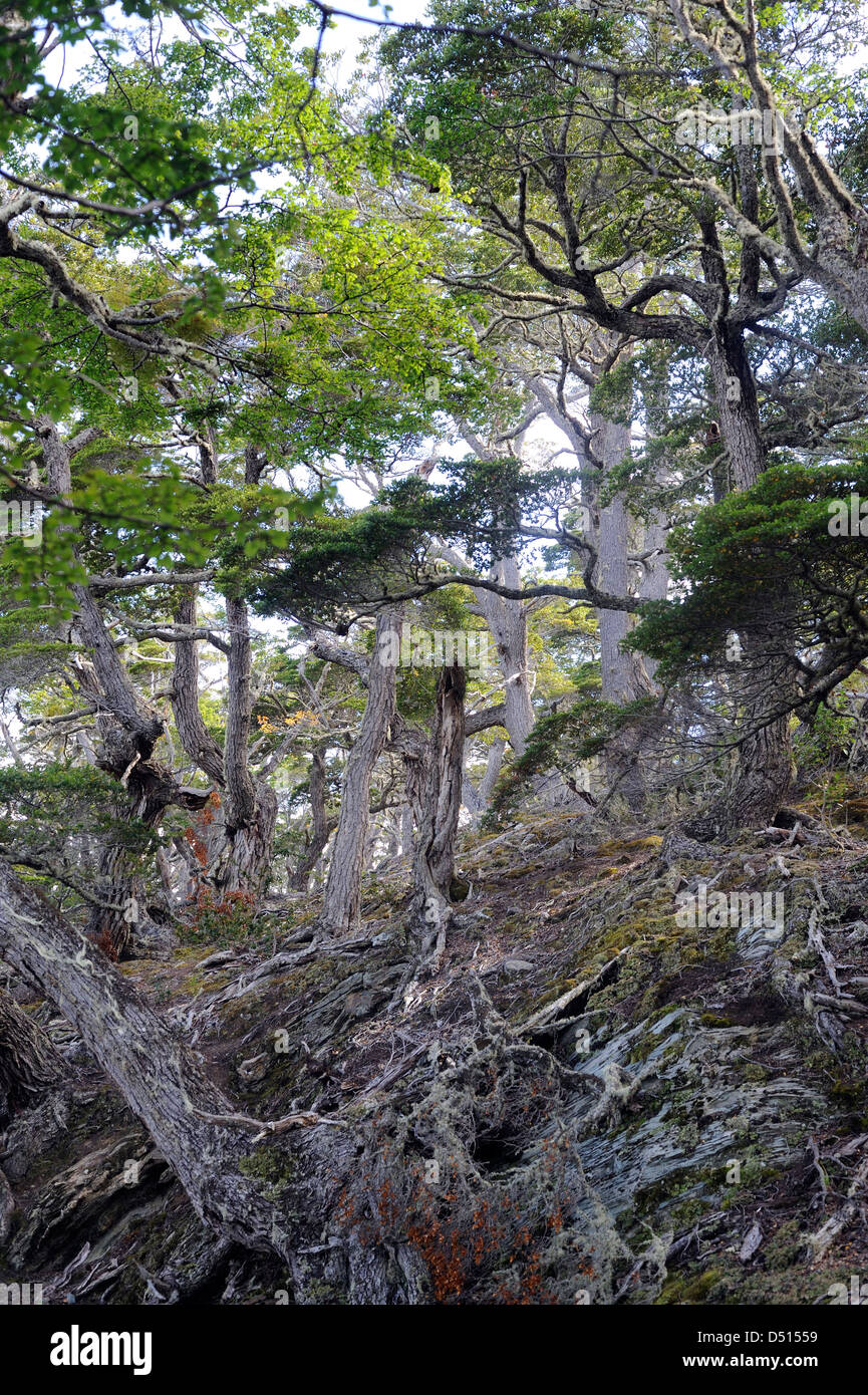 Ancient Guindo, Evergreen Southern Beech (Nothofagus betuloides) trees, the Costera Trail in the Tierra del Fuego National Park Stock Photo