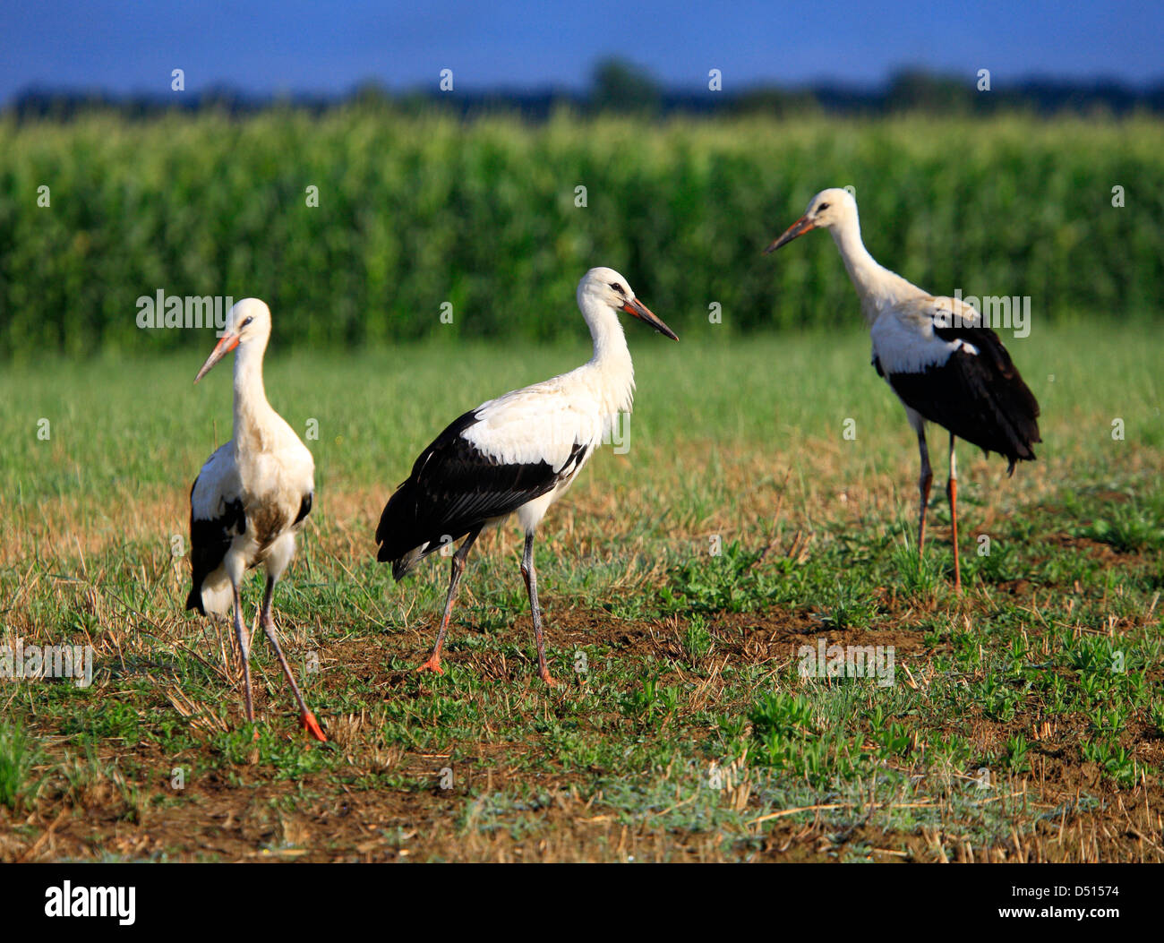 Three storks on meadow Stock Photo