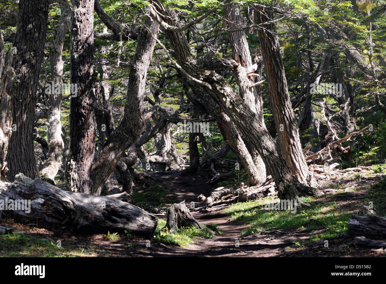 Ancient Guindo, Evergreen Southern Beech (Nothofagus betuloides) trees, the Costera Trail in the Tierra del Fuego National Park Stock Photo