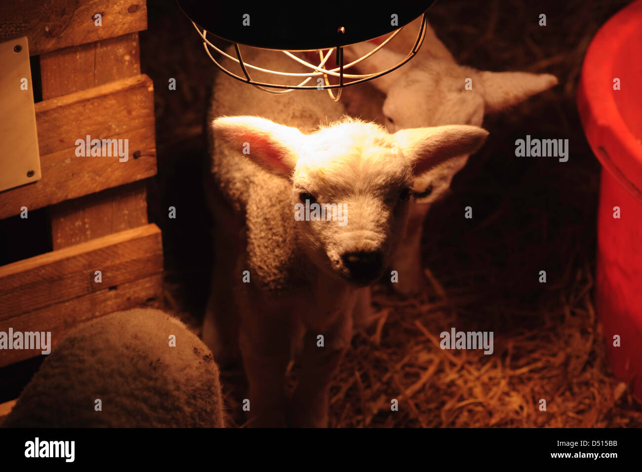 Heat lamp hires stock photography and images Alamy