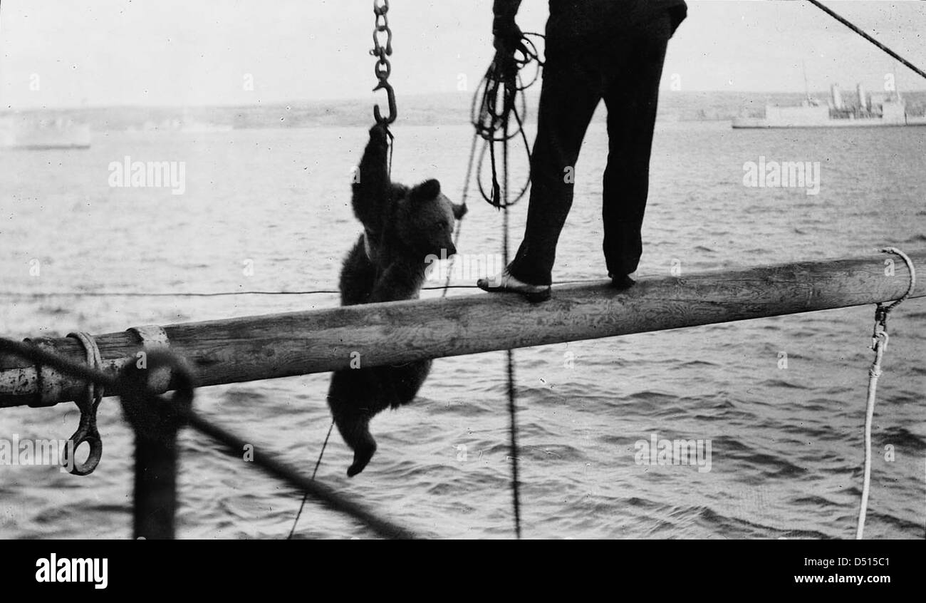 Trotsky the bear being transferred to HMS 'Ajax' from the 'Emperor of India' Stock Photo