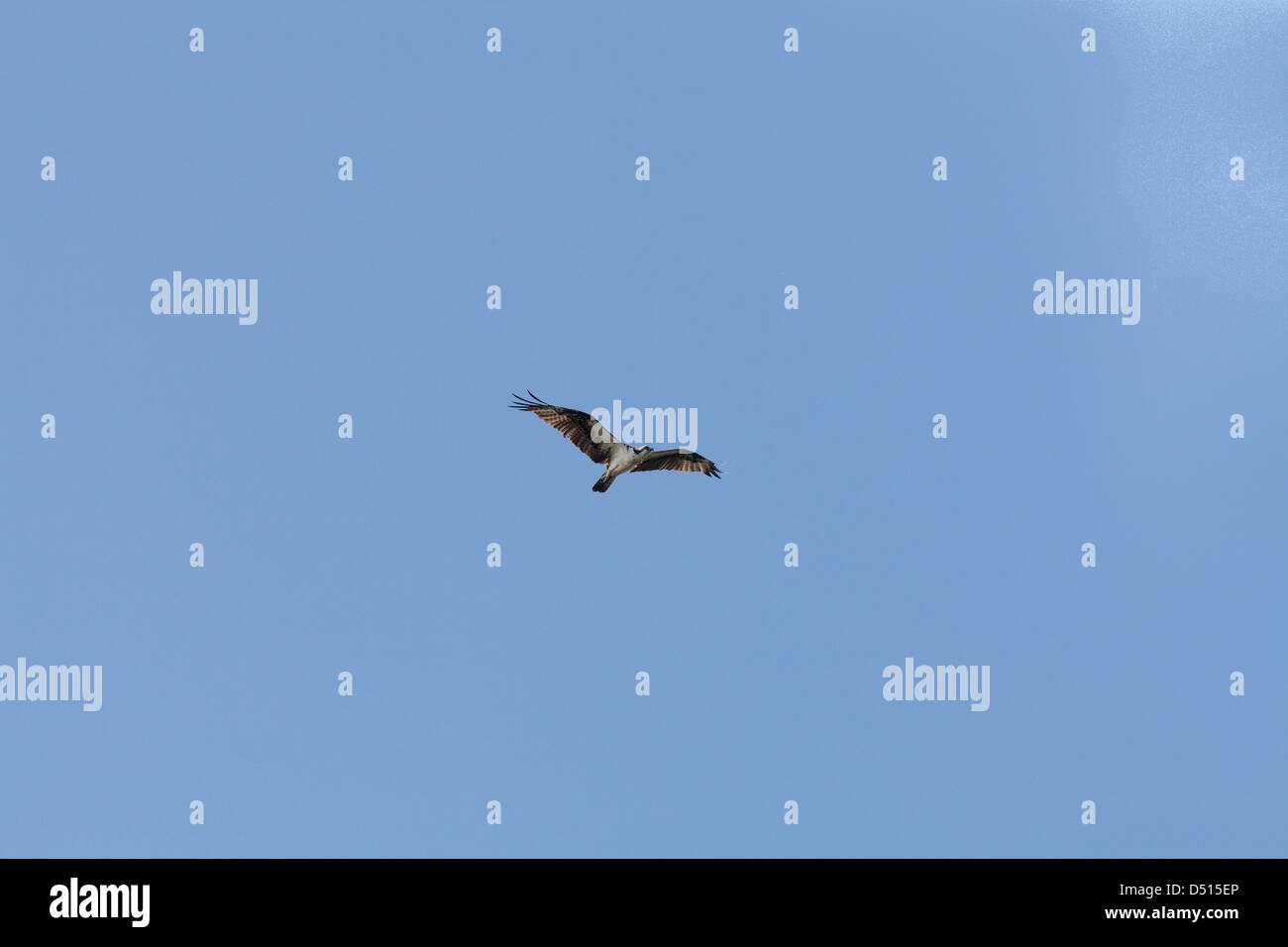 Osprey (Pandion haliaetus). Flight over River Rupununi. Guyana. Stock Photo