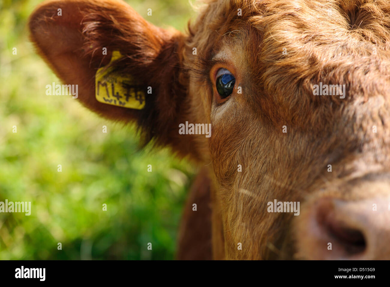 Close up of bulls head, nose to ears Stock Photo
