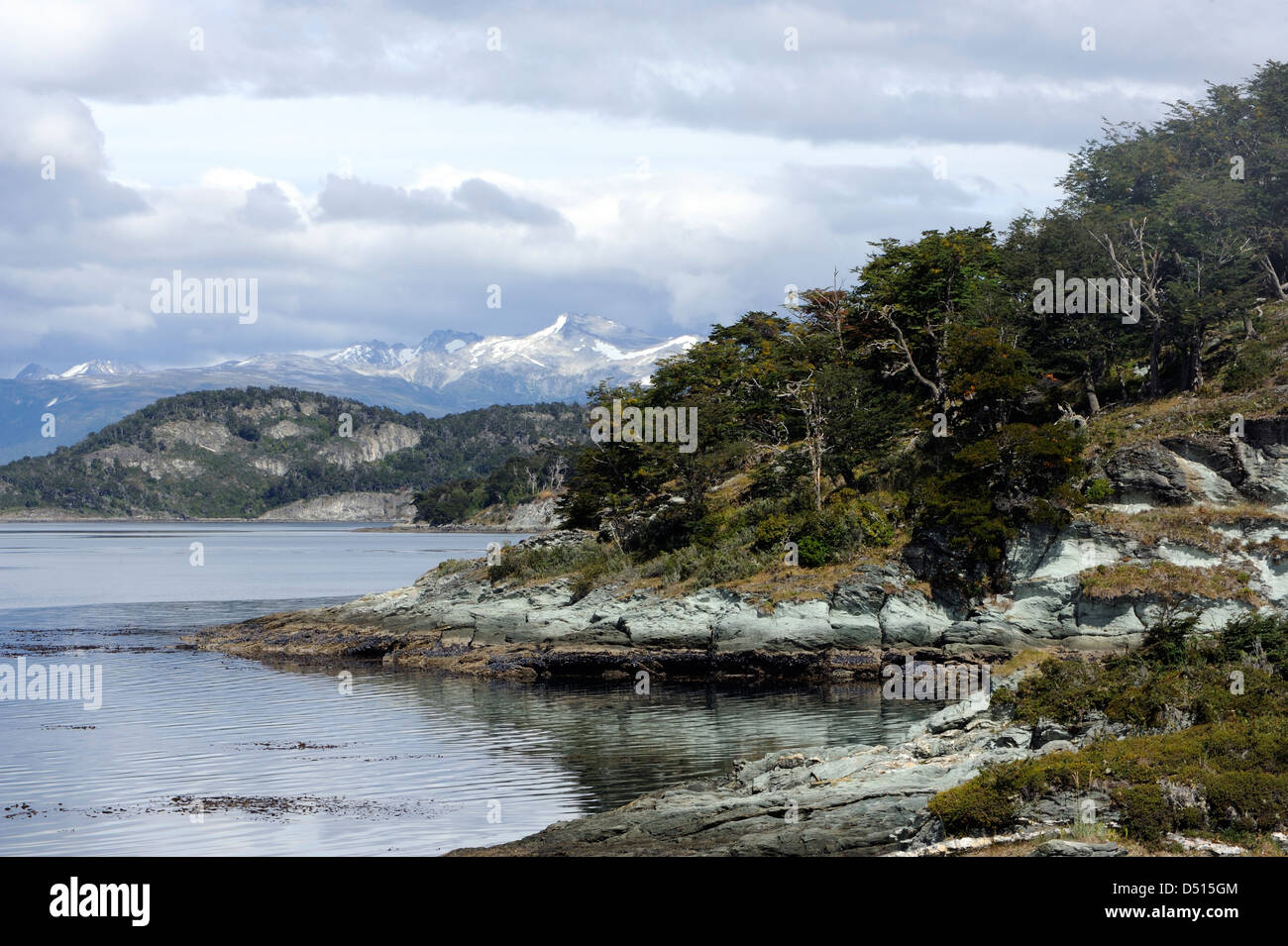 Ancient Guindo, Evergreen Southern Beech (Nothofagus betuloides) grow down to the beach of Zaratiegul Bay off the Beagle Channel Stock Photo