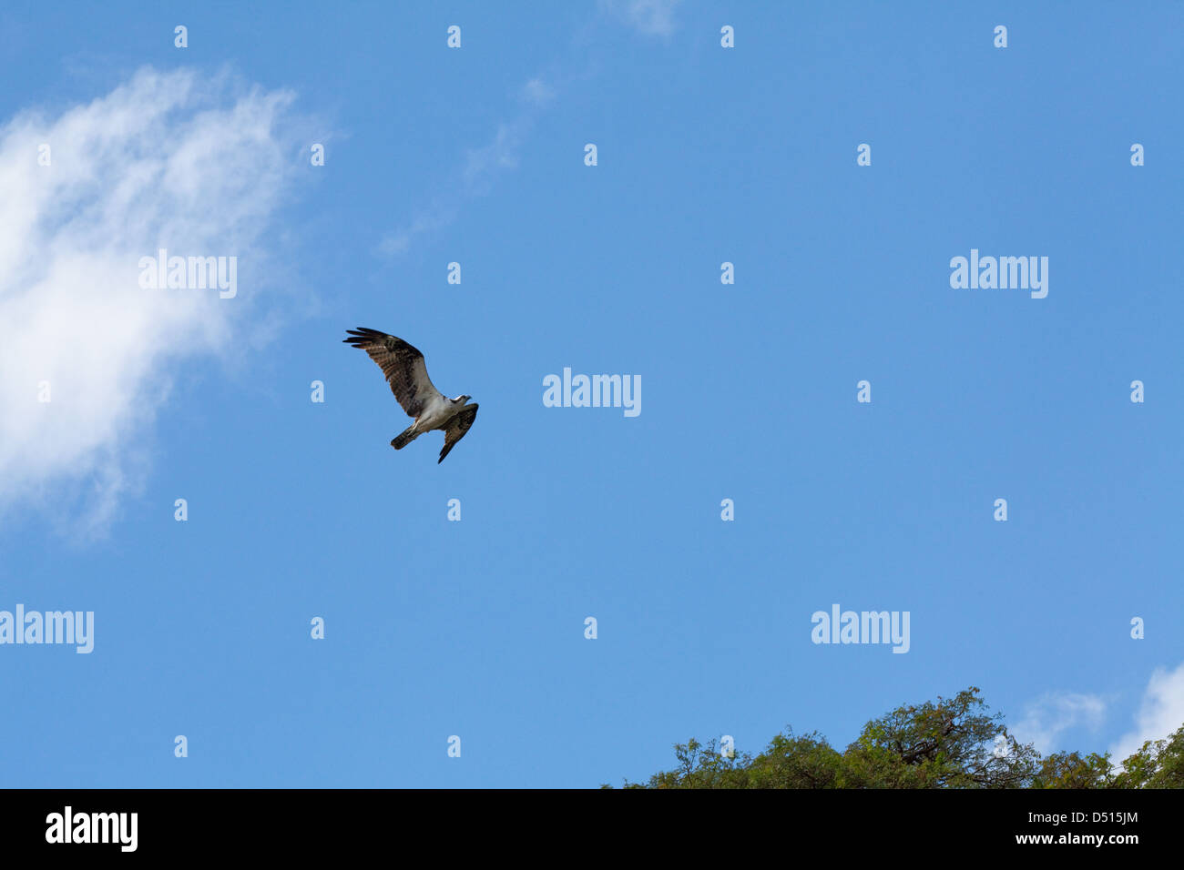 Osprey (Pandion haliaetus). Flight over River Rupununi. Guyana. Stock Photo