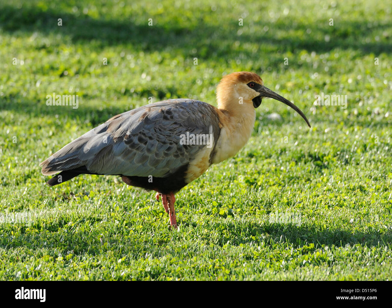 A Black faced Ibis (Theristicus melanopsis) looking for invertibrates in a freshly watered lawn. El Calafate, Argentina. Stock Photo
