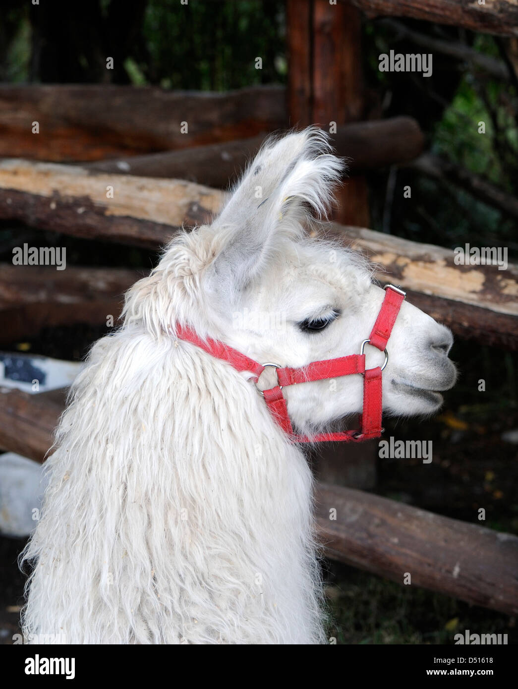 Portrait of a Llama (Lama glama).  Llamas are domesticated camelids and in El Chalten are used for carrying equipment. Stock Photo