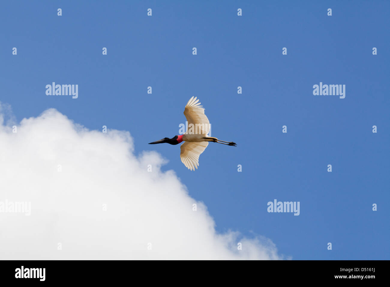 Jabiru Stork (Jabiru mycteria). Flight. Rupununi River. Guyana. Stock Photo