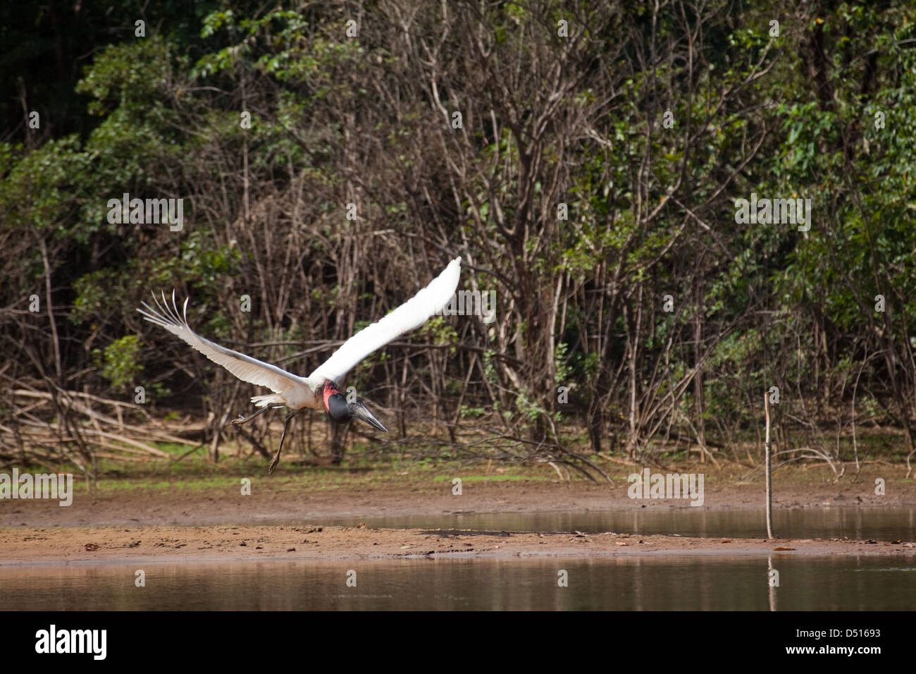 JABIRU STORK  Jabiru mycteria. Flying. Guyana South America. Stock Photo