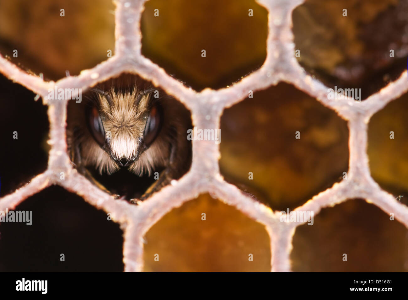 yong bee inside honeycomb closeup Stock Photo