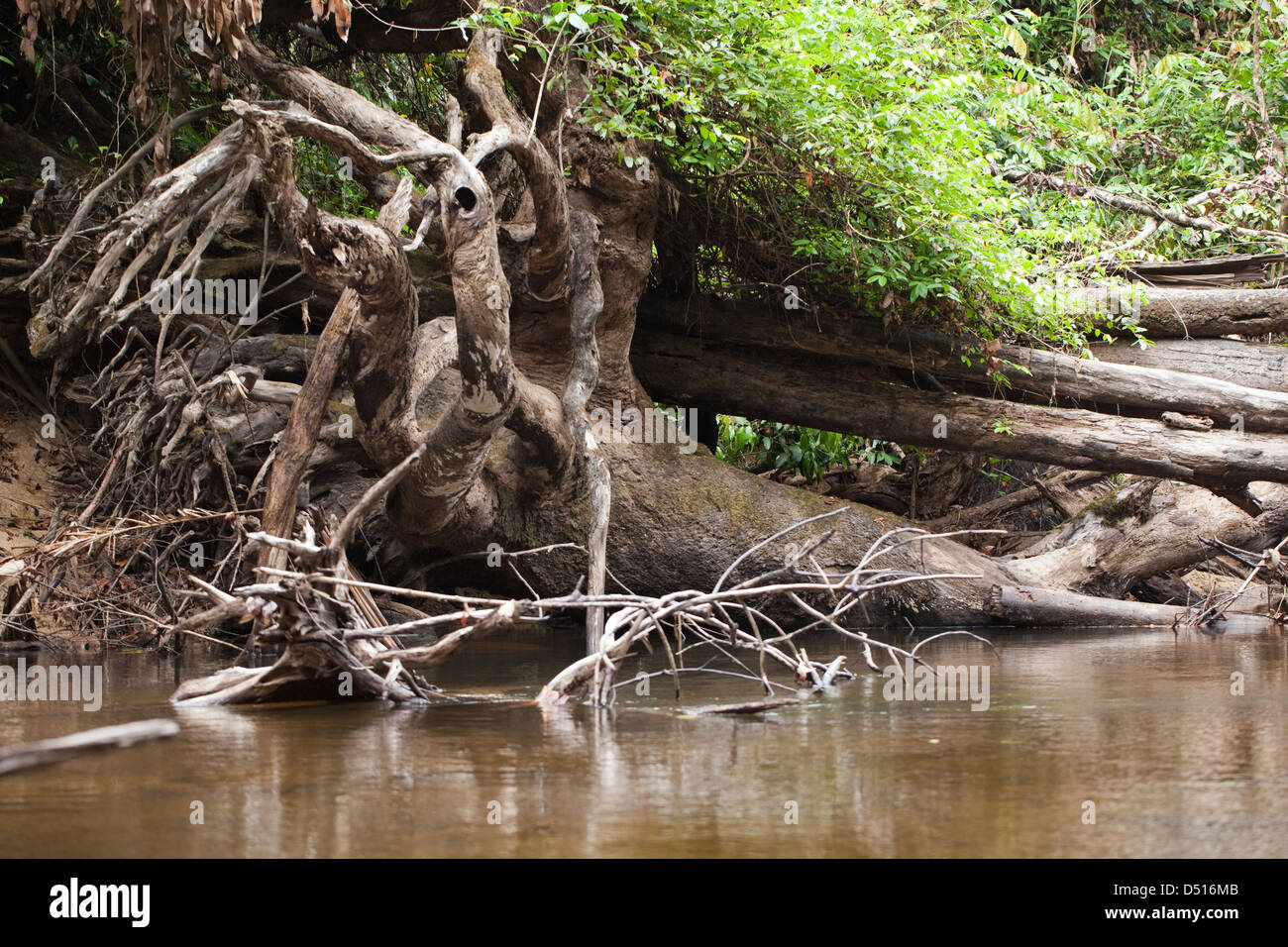River Rupununi. Karanambu. North Rupununi. Eroded trees and roots provide cover and habitat Giant Otters Pteronura brasiliensis. Stock Photo