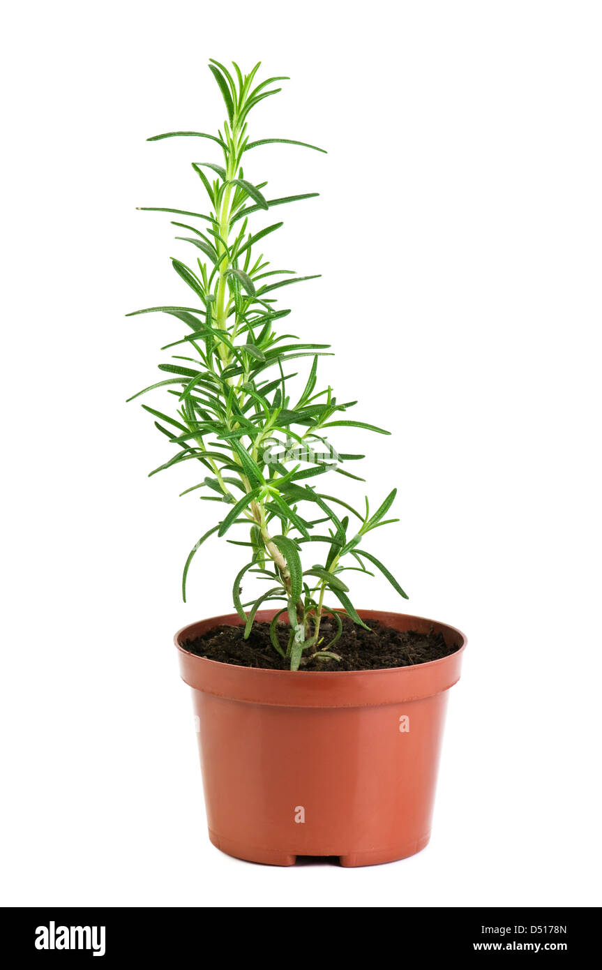 rosemary in pot isolated on white Stock Photo