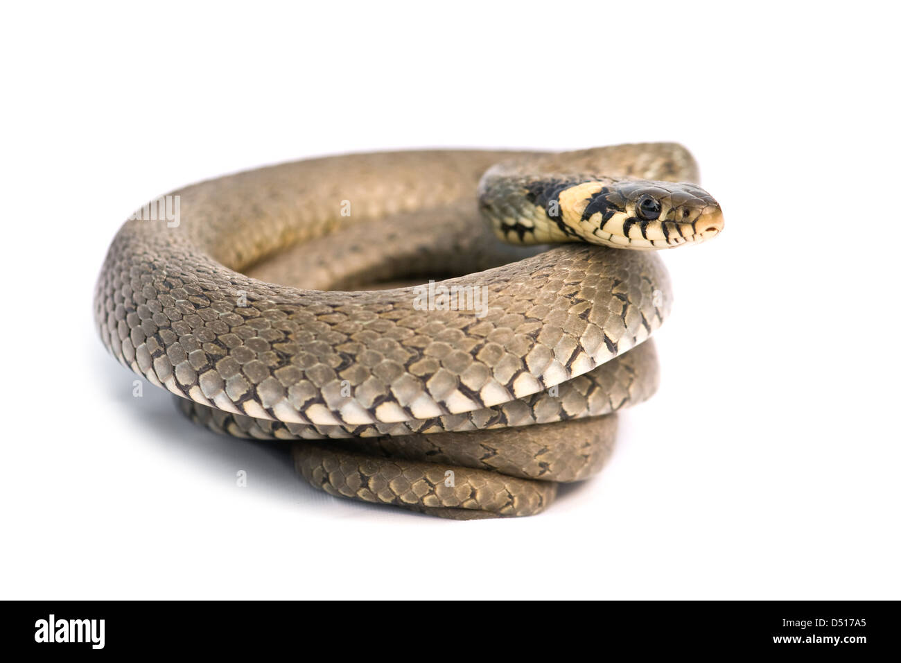https://c8.alamy.com/comp/D517A5/snake-isolated-on-white-background-D517A5.jpg