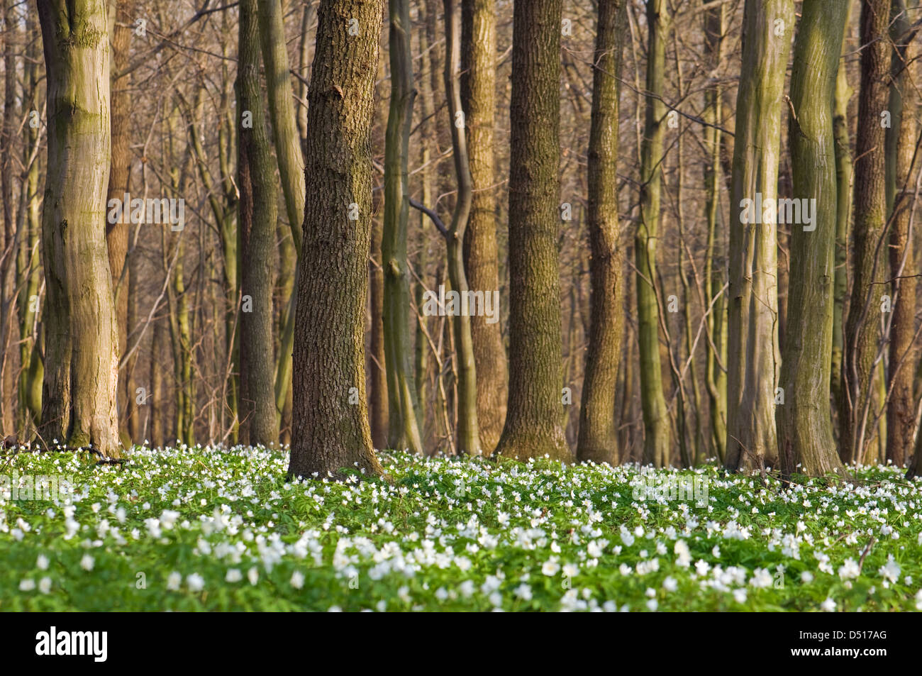 Spring forest with white flowers Stock Photo - Alamy