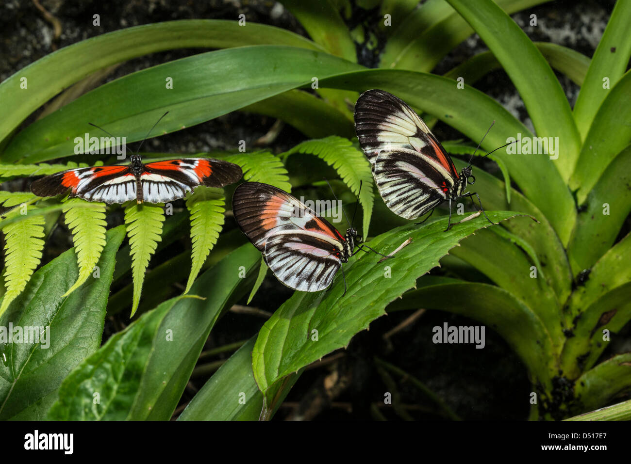 Heliconius colorful brush-footed butterfly Stock Photo