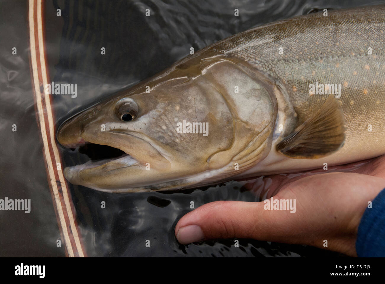 Bull Trout - Salvelinus confluentus, Elk River, British Columbia. Ready to be released by guide. Stock Photo