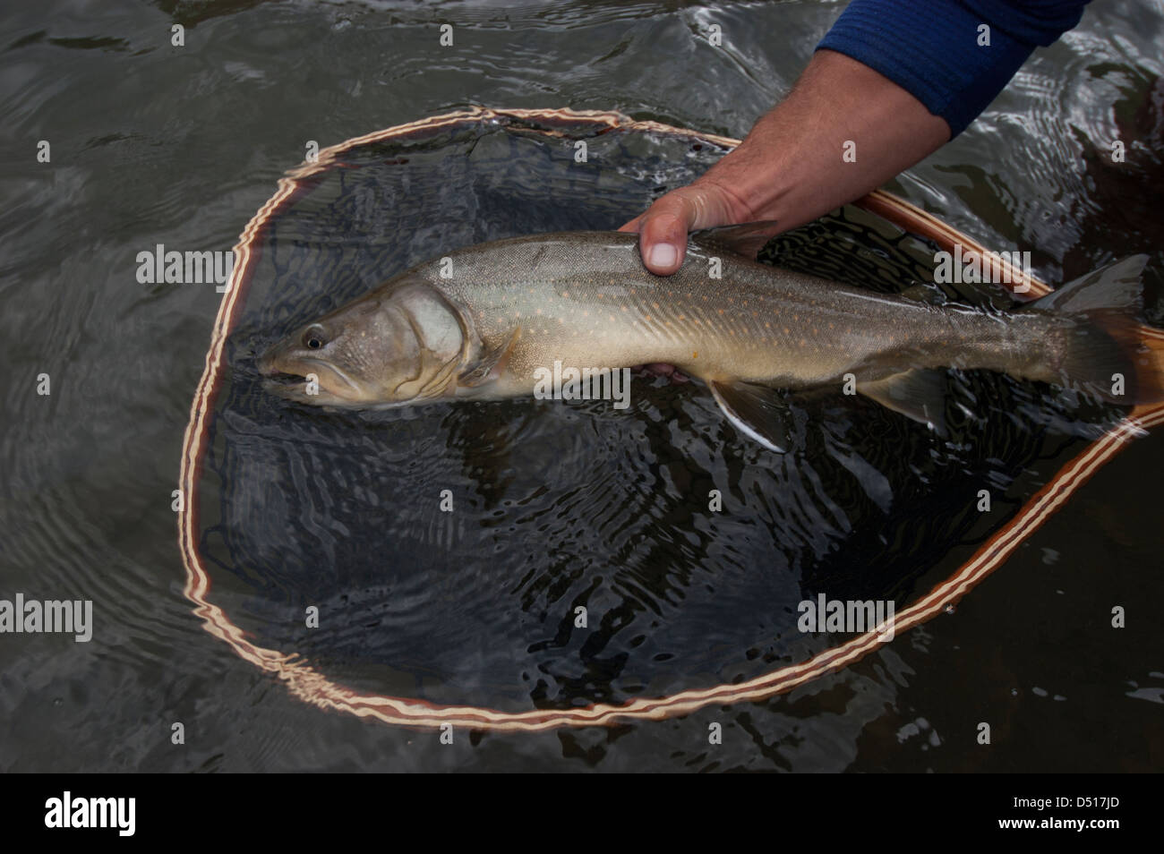 Bull Trout - Salvelinus confluentus, Elk River, British Columbia. Ready to be released by guide. Stock Photo
