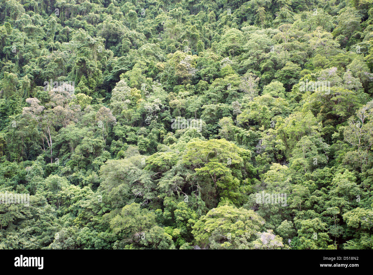Barron Gorge rainforest near Cairns, Queensland, Australia Stock Photo