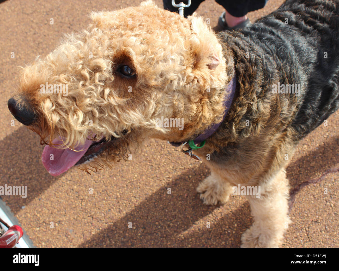 A newly clipped brown shaggy coated Airedale terrier pauses during his