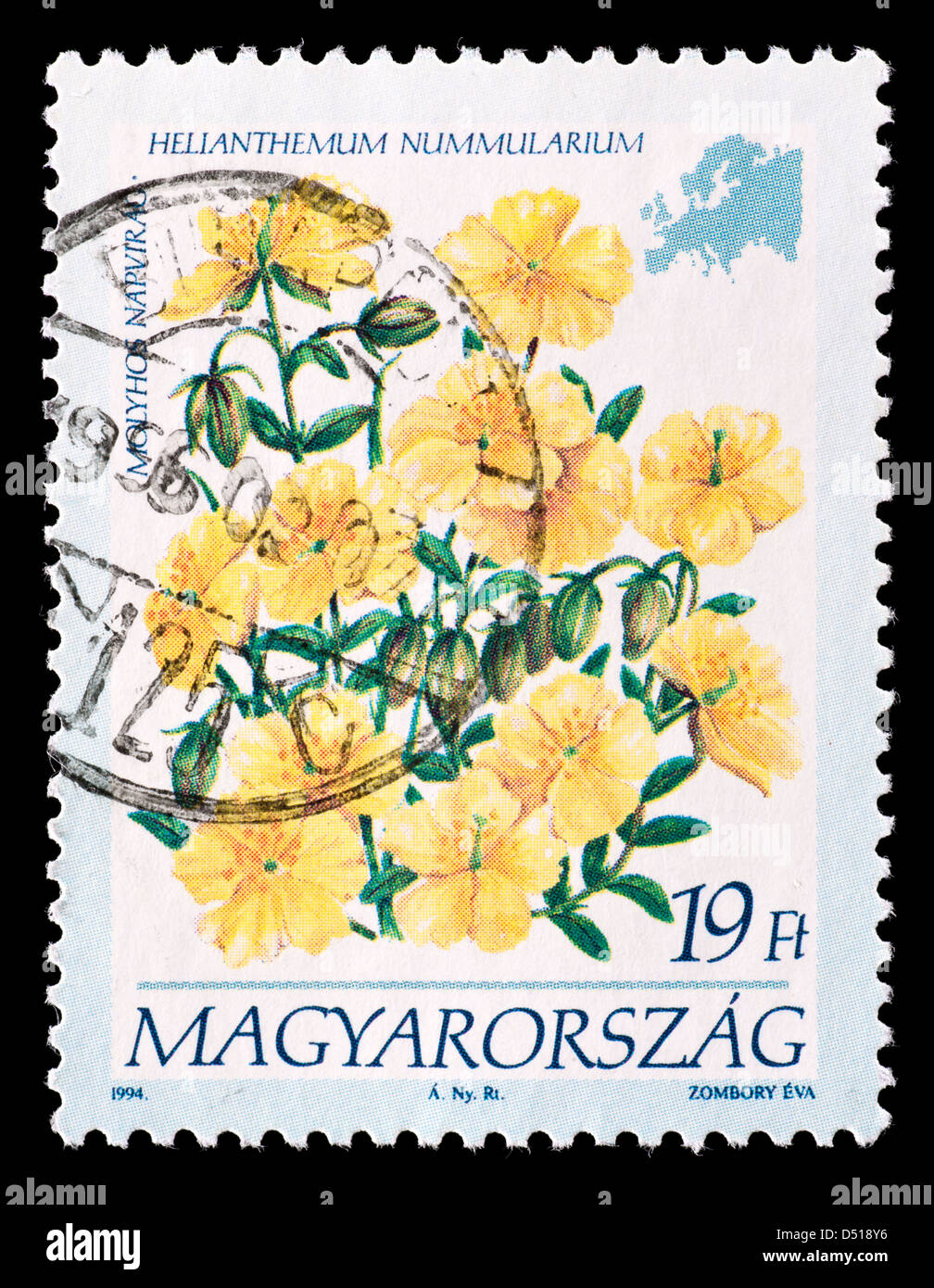 Postage stamp from Hungary depicting Common Rockrose flower (Helianthemum nummularium) Stock Photo
