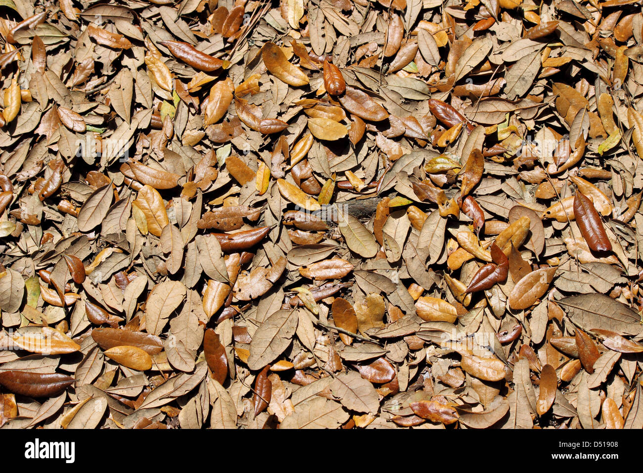 A forest floor covered in fallen leaves.outdoors Stock Photo