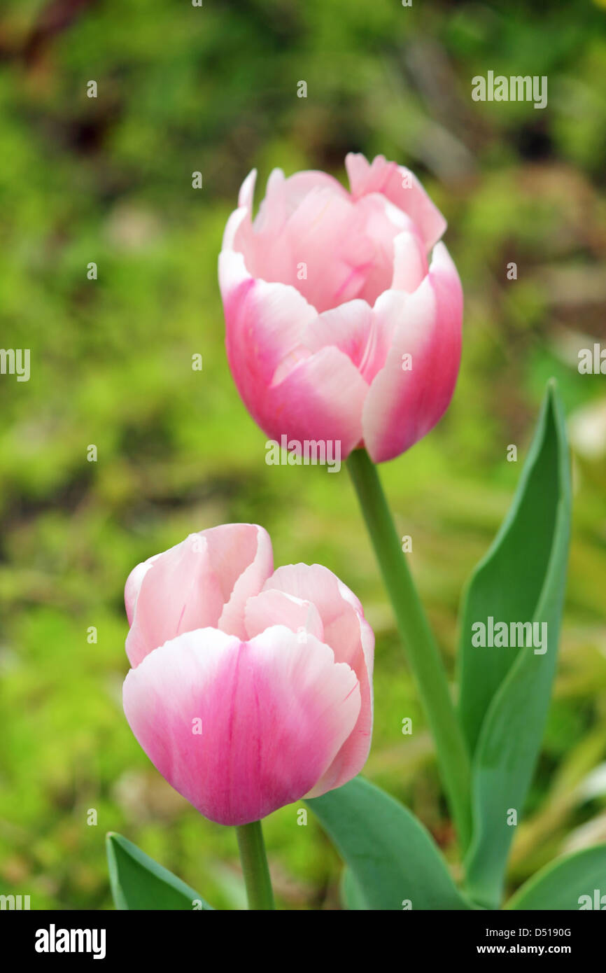 Two beautiful Pink Tulips Stock Photo