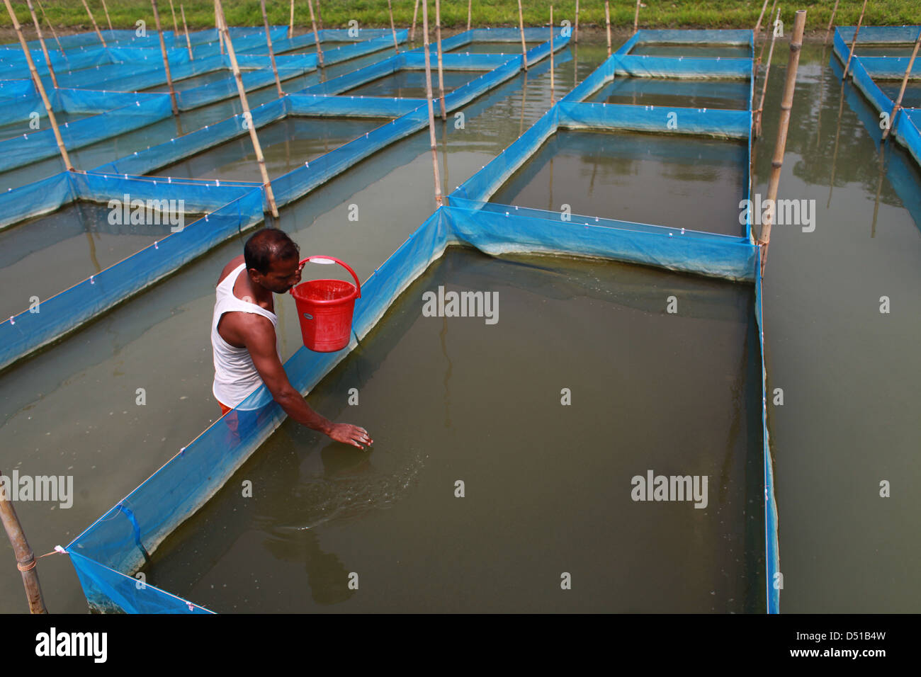 a worker feeding new born fish into a pond Stock Photo