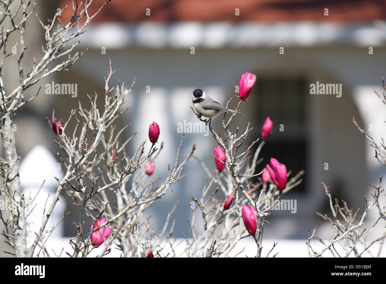 Spring approaches as this litlte chickadee bird perches upon a blooming flower. Stock Photo