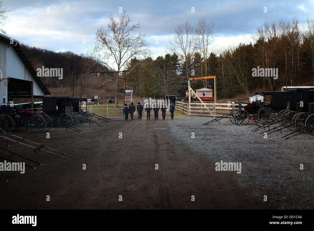 Dec 05, 2012 Bergholz, Ohio, U.S. A group of young amish boys walk towards the main barn