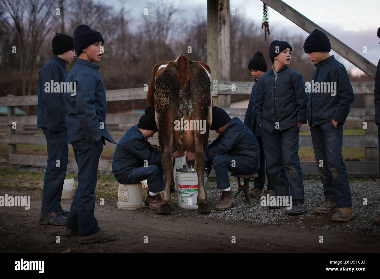 Dec 05, 2012 Bergholz, Ohio, U.S. Amish boys take turns milking a cow as part of thier daily