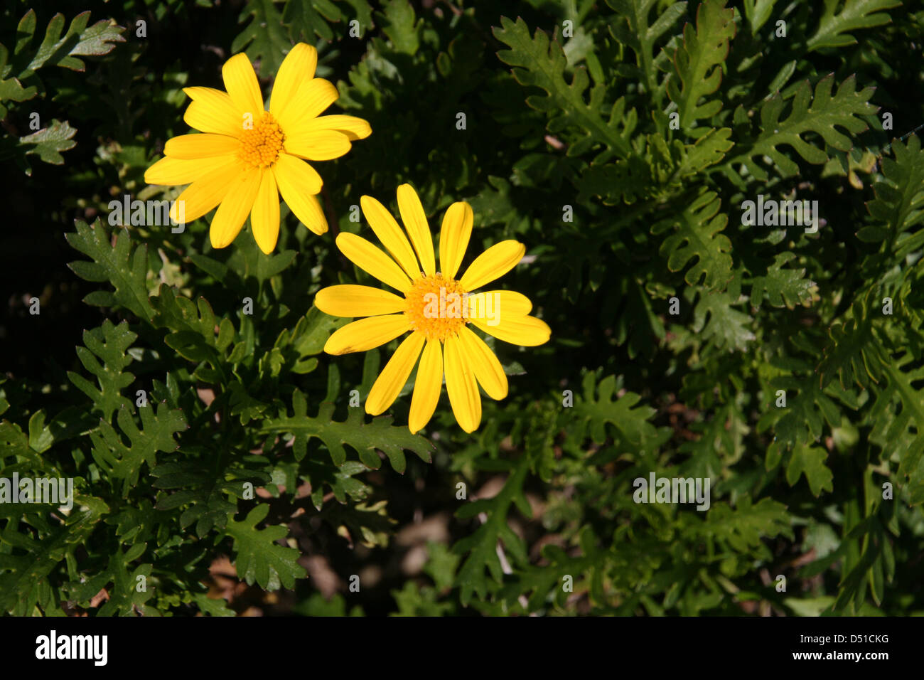 Twin euryops flowers Stock Photo