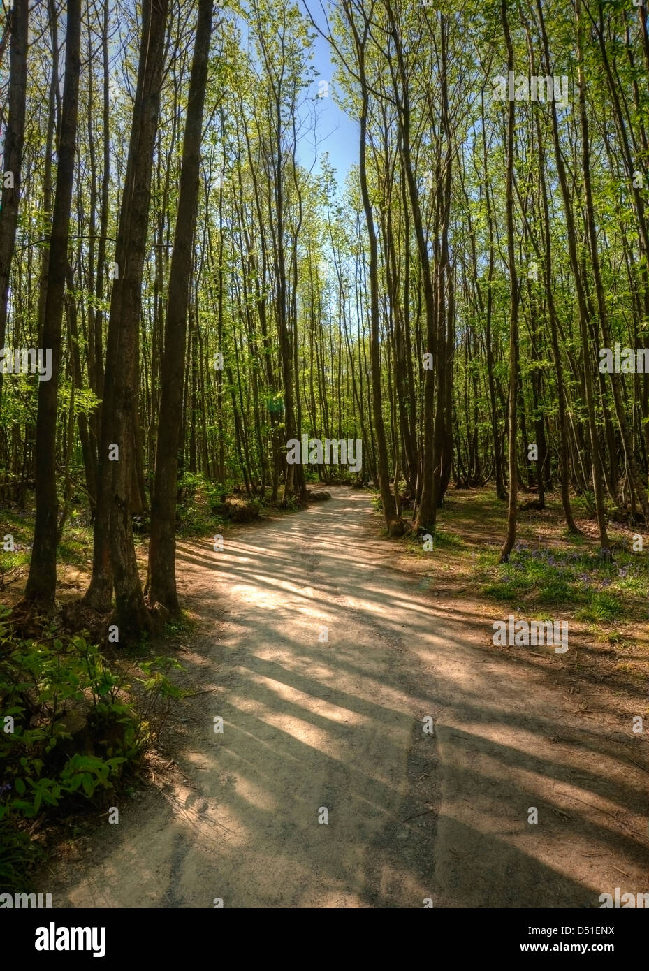 Path through beech tree forest in Spring Stock Photo