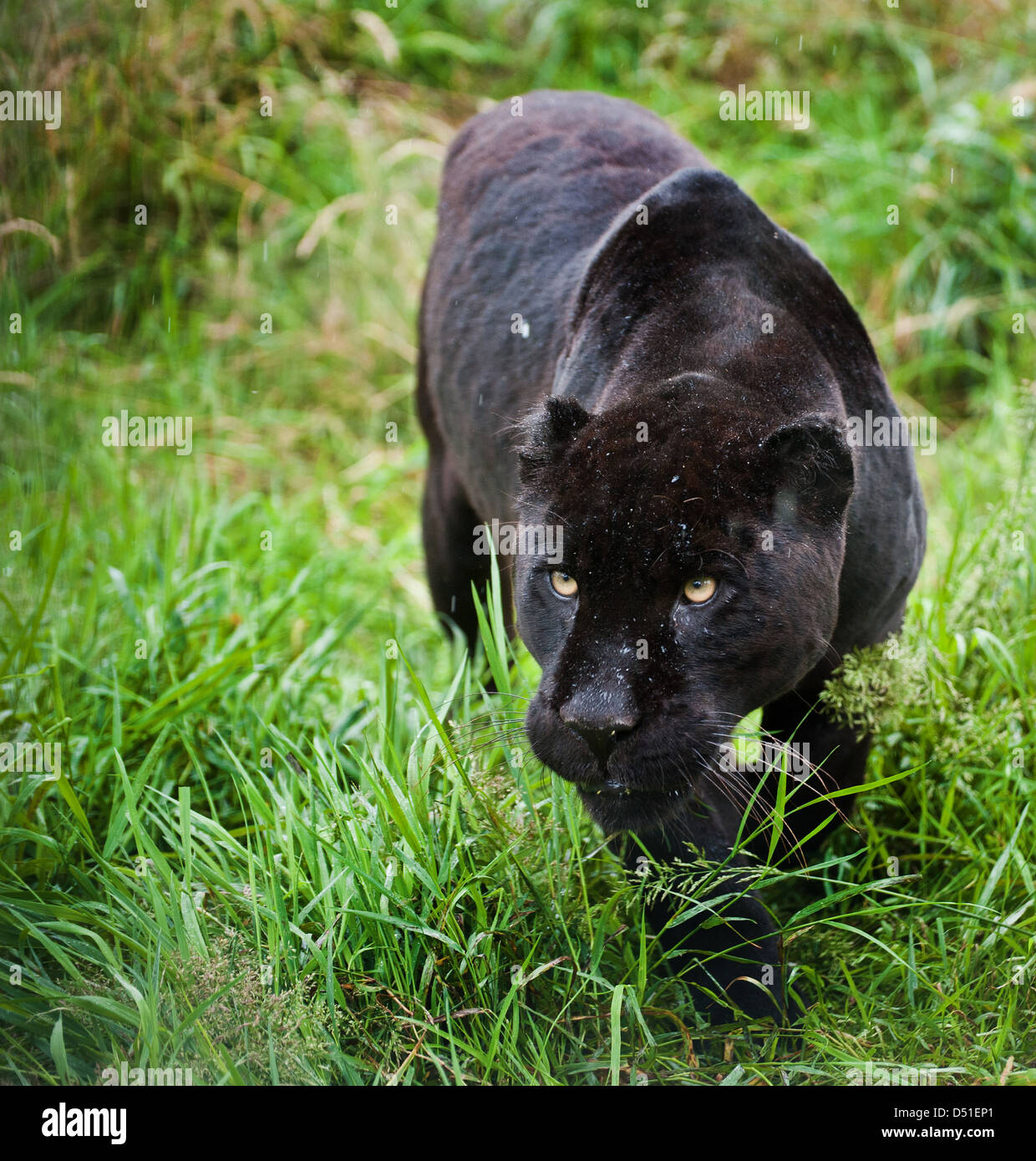 Black jaguar Panthera Onca prowling through long grass Stock Photo