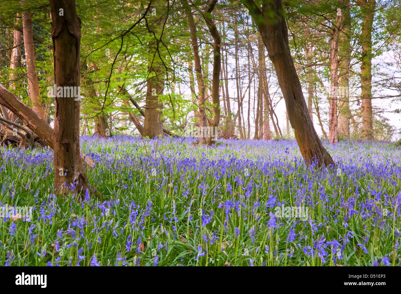 Beautiful fresh colorful Spring image of bluebell flower wood Stock Photo