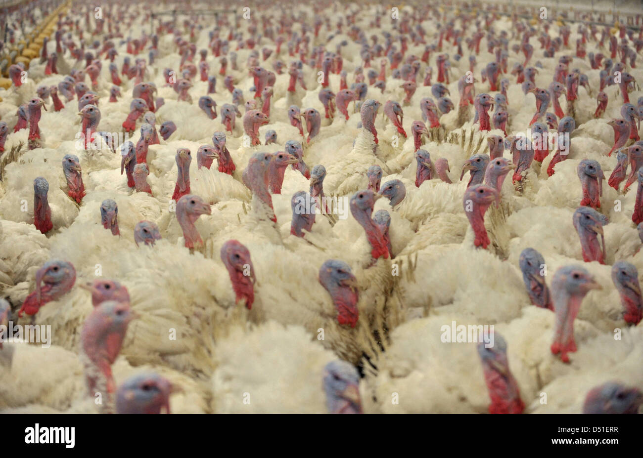 A file picture dated 14 January 2010 shows turkeys at a poultry farm in Boesel, Germany. In face of the growing criticism of poultry farming conditions, Germany wants to introduce rules to achieve more control over the farming methods. Photo: Carmen Jaspersen Stock Photo