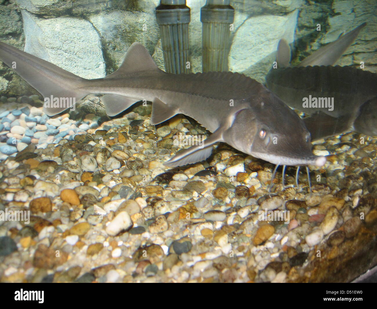 Two young sturgeons swim in a basin at the sturgeon farm Le Moulin de