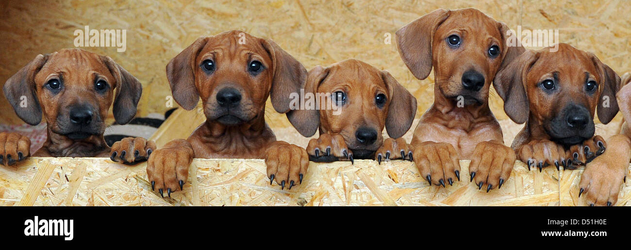 The 17 Rhodesian Ridgeback puppies of dog owner and animal psychologist ...