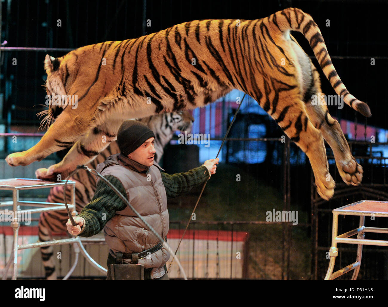 A tiger jumps over animal trainer Christian Walliser in the circus ring of  the Circus Barelli in Frankfurt Main, Germany, 16 December 2010. The  rehearsal is an act of trust between human