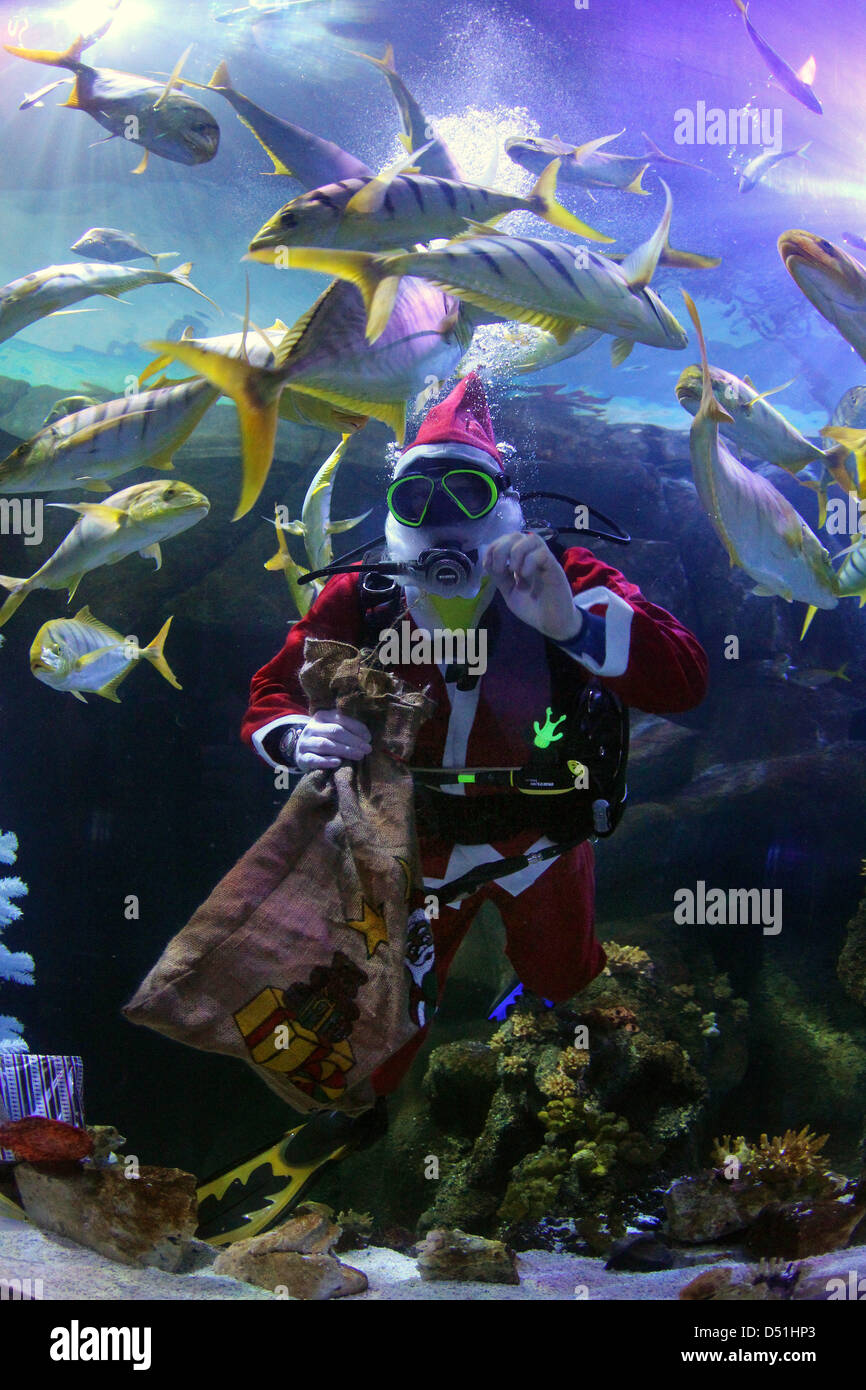 Ein Weihnachtsmann taucht am Donnerstag (16.12.2010) im Oberhausener Sea Life Aquarium ab und verteilt Geschenke an die Fische. Die sonst eher scheuen Fische schauen sich die weihnachtsliche Unterwasserlandschaft neugierig an.    Foto: Roland Weihrauch dpa/lnw Stock Photo
