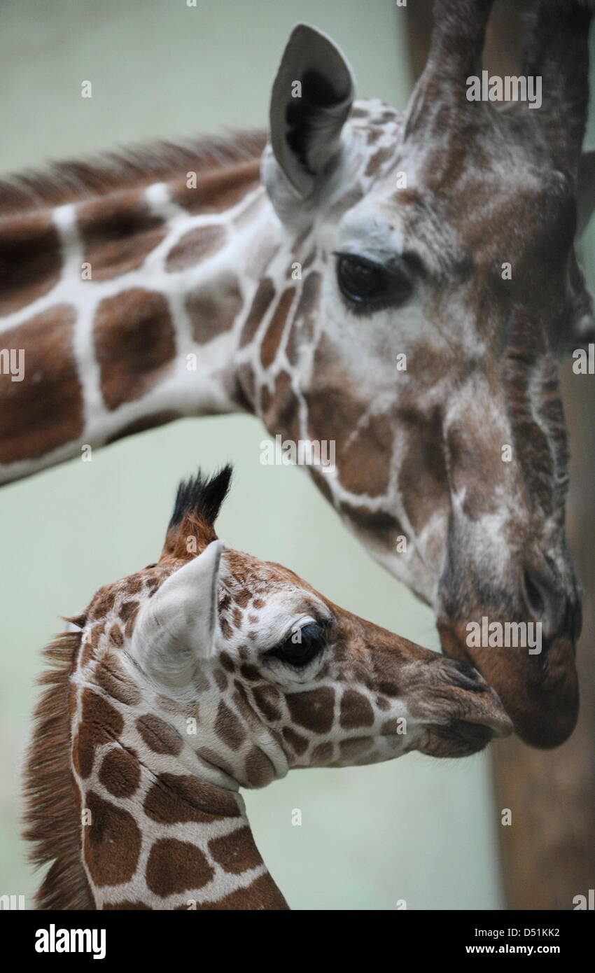The male baby reticulated giraffe 'Tebogo' being licked by his mother 'Monique' at his presentation at the zoo in Frankfurt Main, 22 December 2010. At his birth he was 1.70 meters tall and weighed 85 kilograms. This is the seventh birth for the newborn giraffe's mother. Photo: Arne Dedert Stock Photo