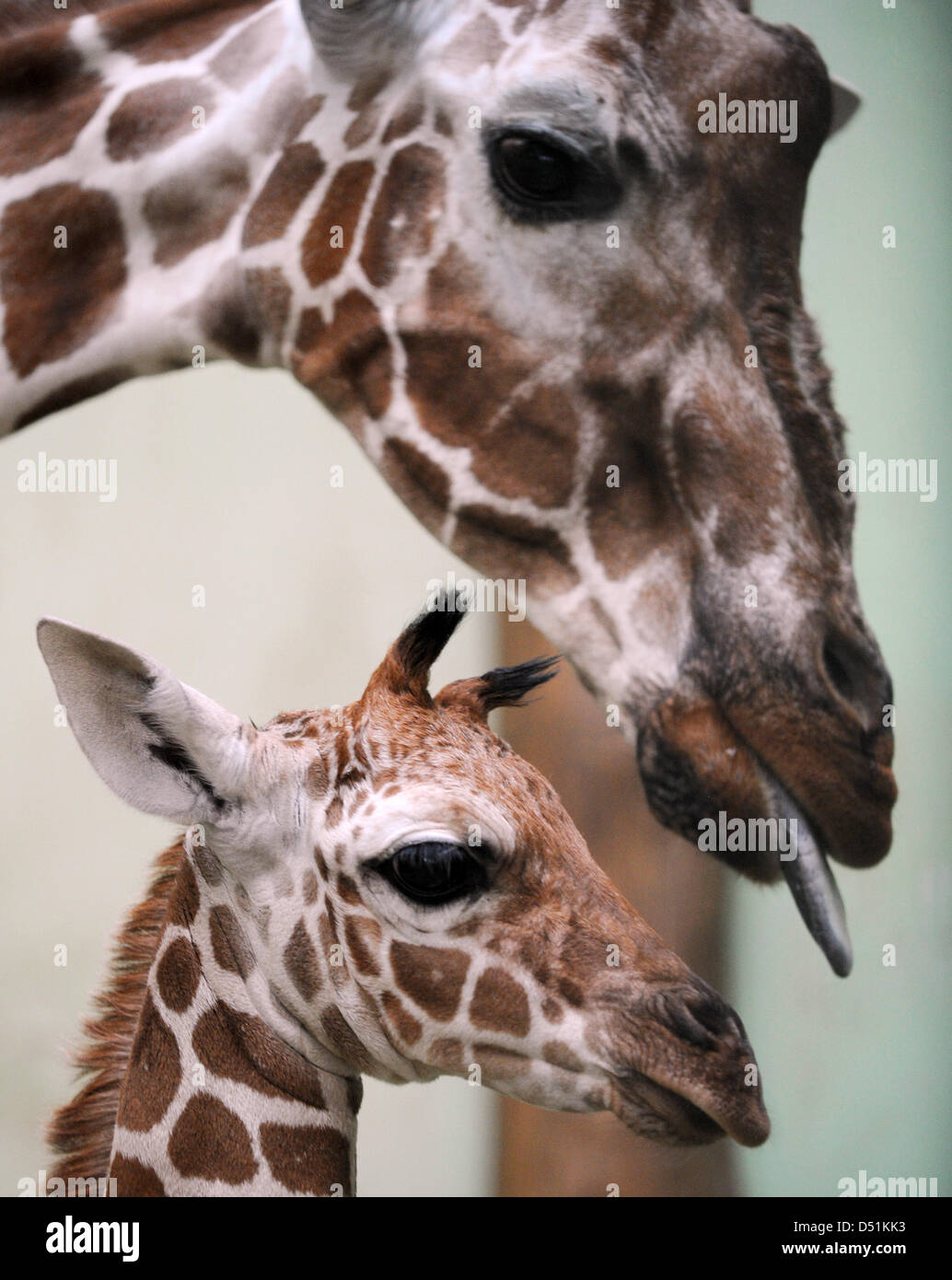 The male baby reticulated giraffe 'Tebogo' being licked by his mother 'Monique' at his presentation at the zoo in Frankfurt Main, 22 December 2010. At his birth he was 1.70 meters tall and weighed 85 kilograms. This is the seventh birth for the newborn giraffe's mother. Photo: Arne Dedert Stock Photo