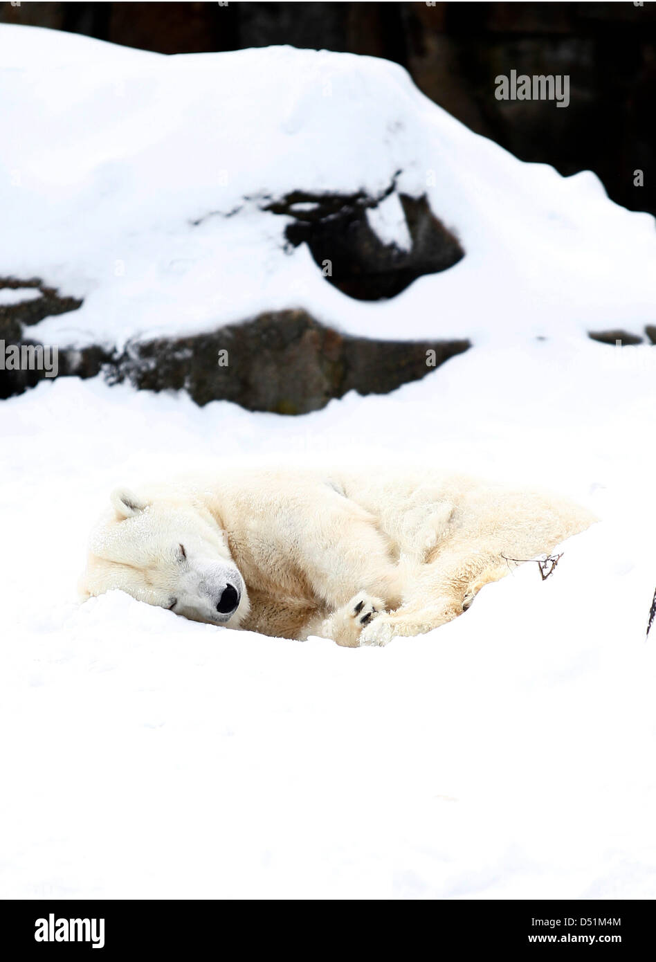 A polar bear takes a nap in the snow at the zoo in Berlin, Germany, 26 December 2010. Photo: Marcel Mettelsiefen Stock Photo