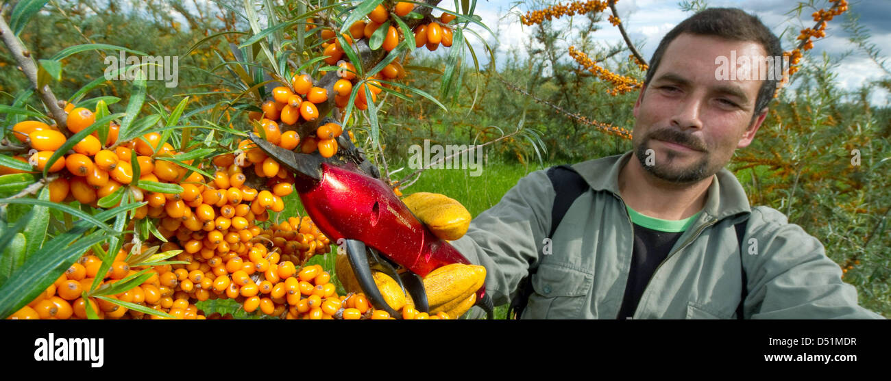 (FILE) An archive photo dated 3 September 2010 shows a polish seasonal