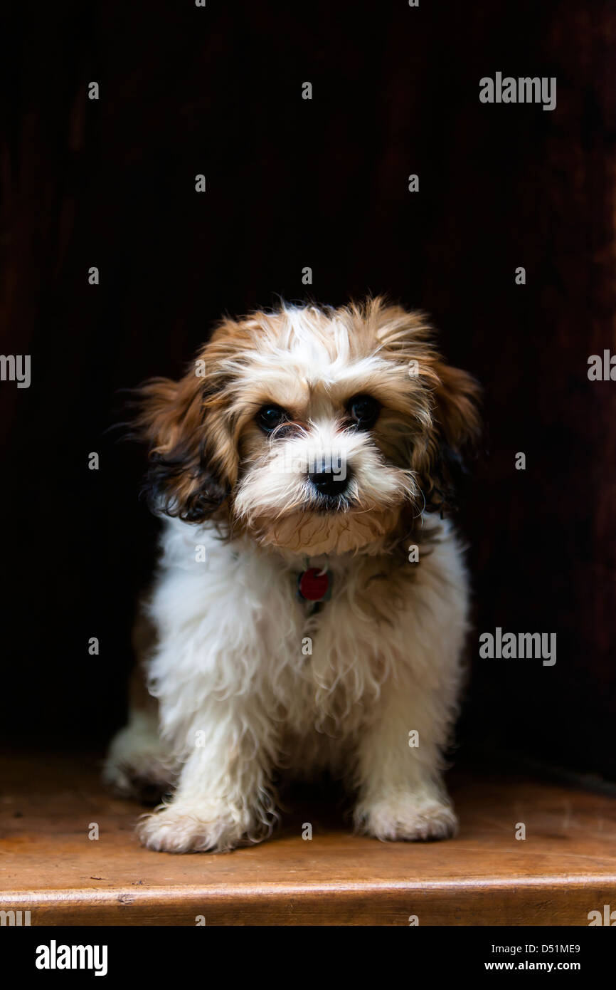 Premium Photo | Cute dog puppy illustration background wallpaper design  colorful animal pets