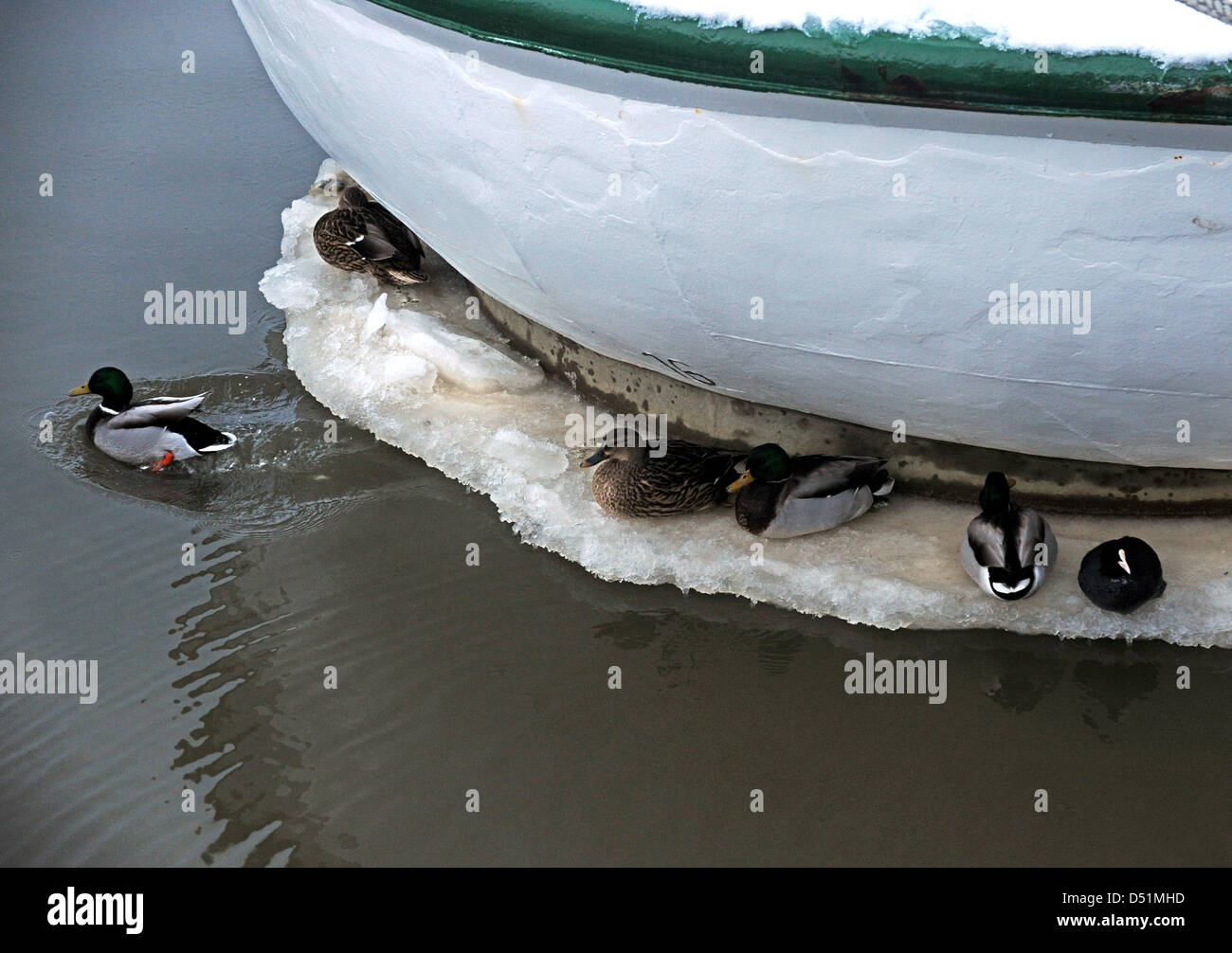 Ducks sit on ice that sticks to the rear end of a ferry at the harbour in Neuharlingersiel, Germany, 28 December 2010. Ferry transport is continued in spite of ice floes in the Wadden Sea around the East Frisian Islands. Photo: Ingo Wagner Stock Photo