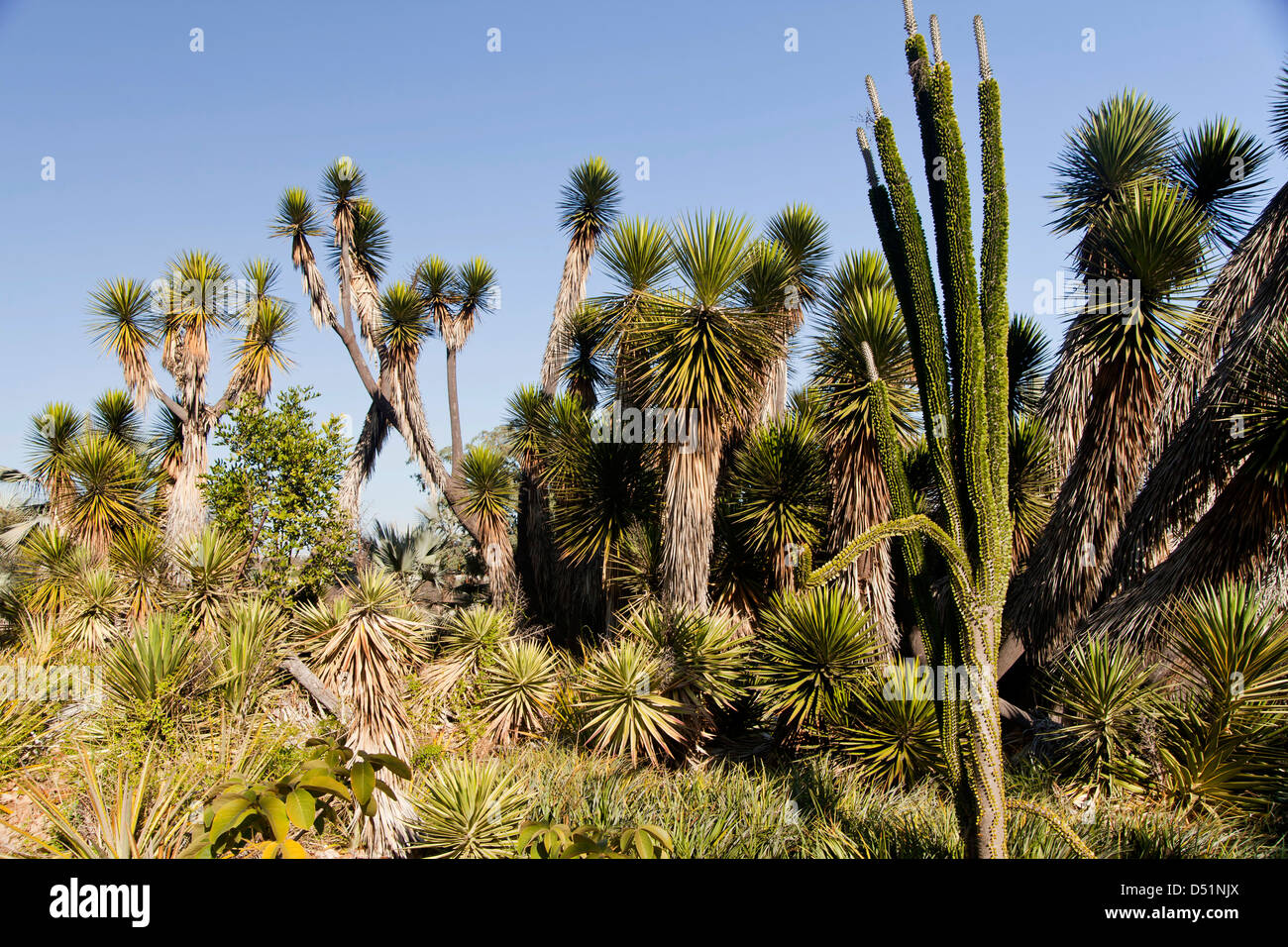 cactus garden of Balboa Park San Diego, California, United States of America, USA Stock Photo