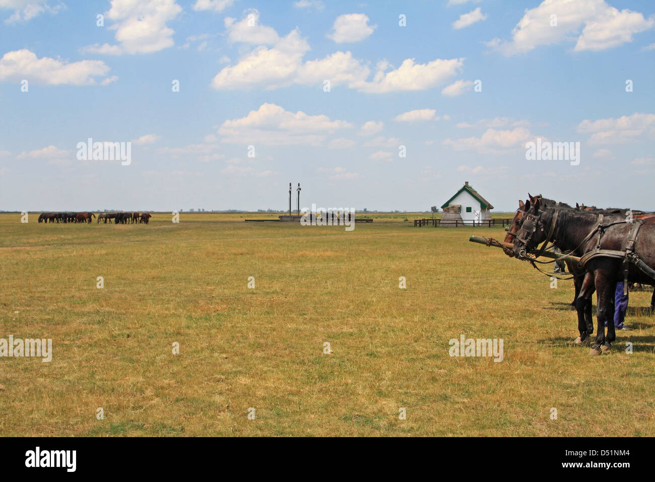 Horses on the plains of the Hortobágy National Park, Eastern Hungary Stock Photo