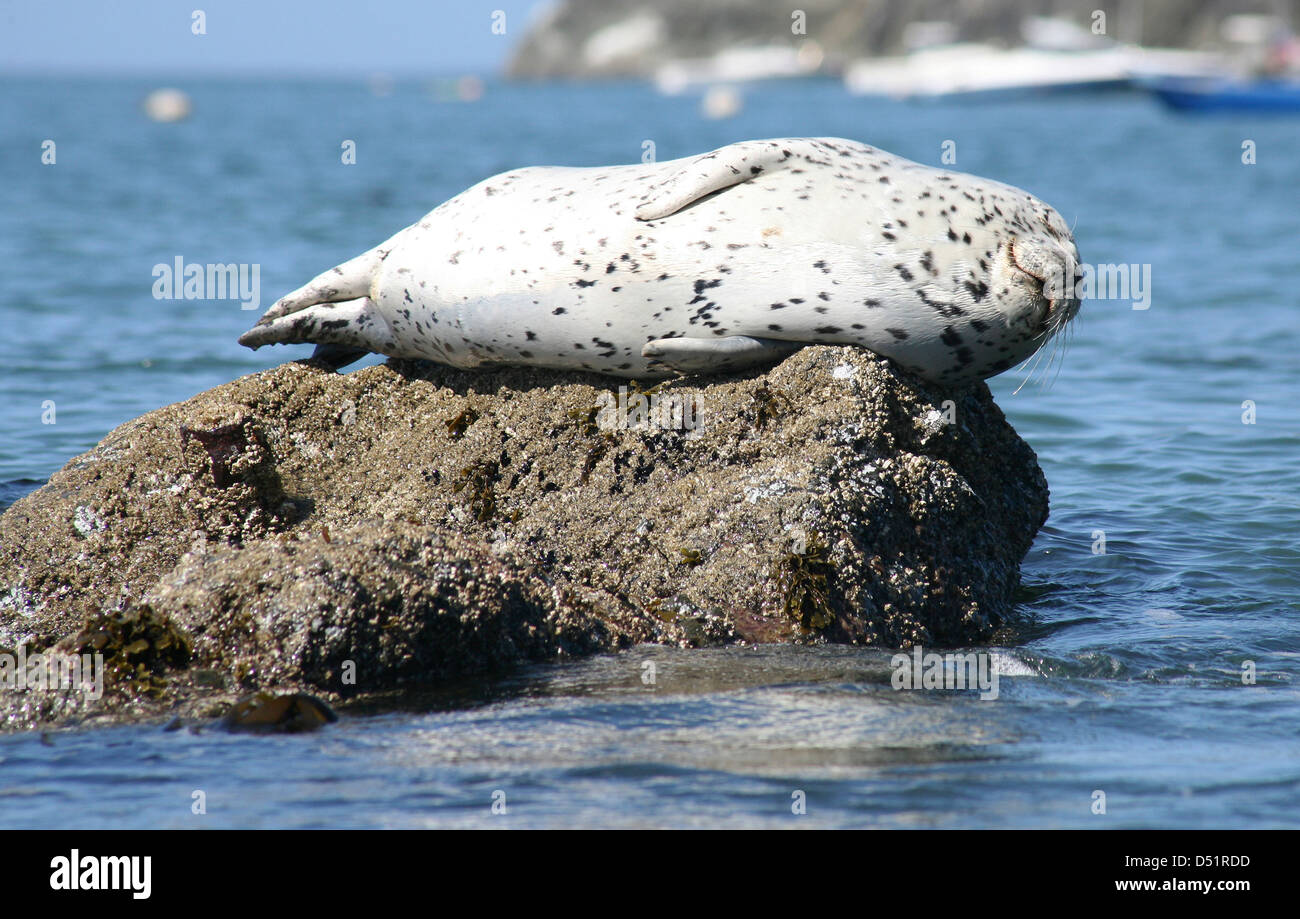 A harbor seal sleeps on a rock along the California Coastal National Monument March 11, 2013 in Hollister Beach, CA. Stock Photo
