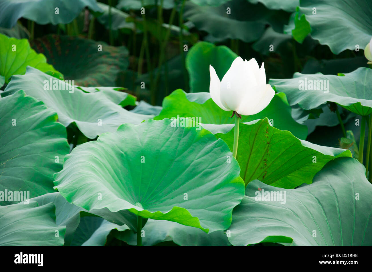 Lotus bud Stock Photo