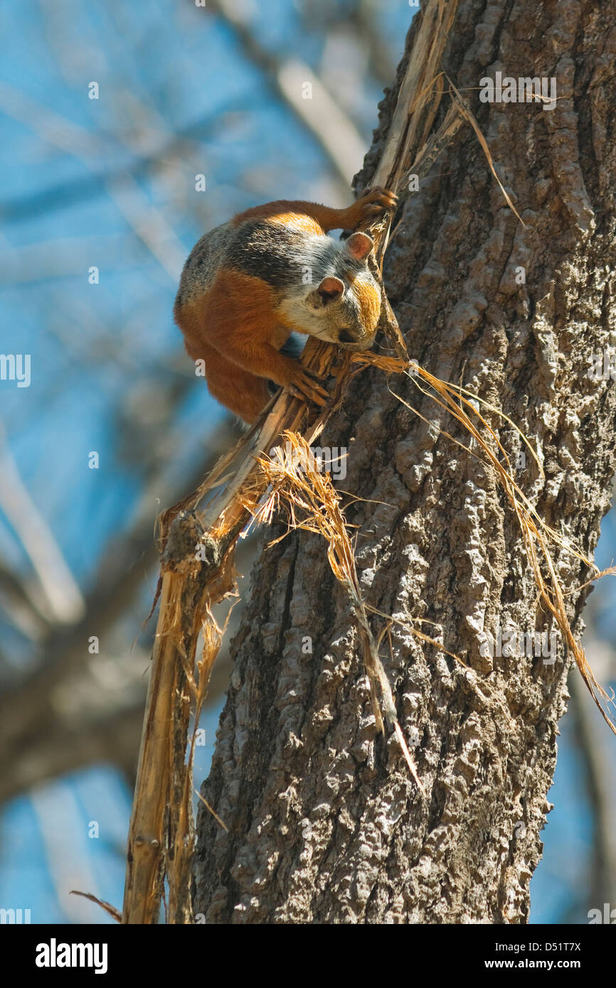 Variegated Squirrel gathering nest material in tree, Nosara, Nicoya